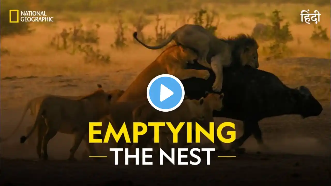 Emptying the Nest | Savage Kingdom | हिन्दी | Full Episode | S1 - E1 | National Geographic