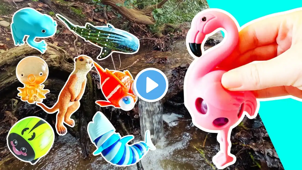 Learn Animal Names & Facts at the Waterfall for Kids: Flamingo Shark Meerkat Whale Shark