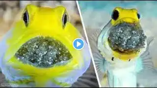 Craziest Ways Sea Creatures Give Birth- Top 10 Facts