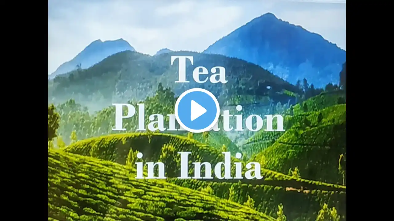 Tea Plantation in India # Plantation Farming # Agriculture in India # Geography....