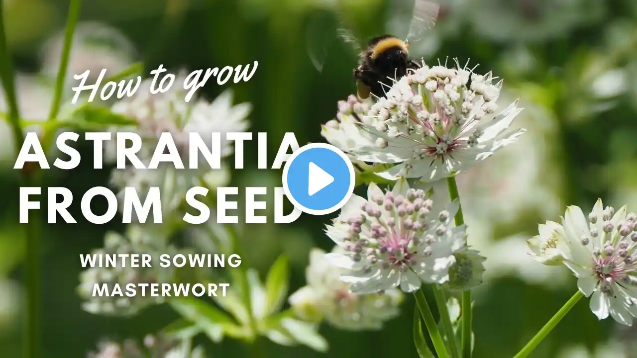 How to Grow Astrantia from Seed | Beginner's Guide | Perennial Garden