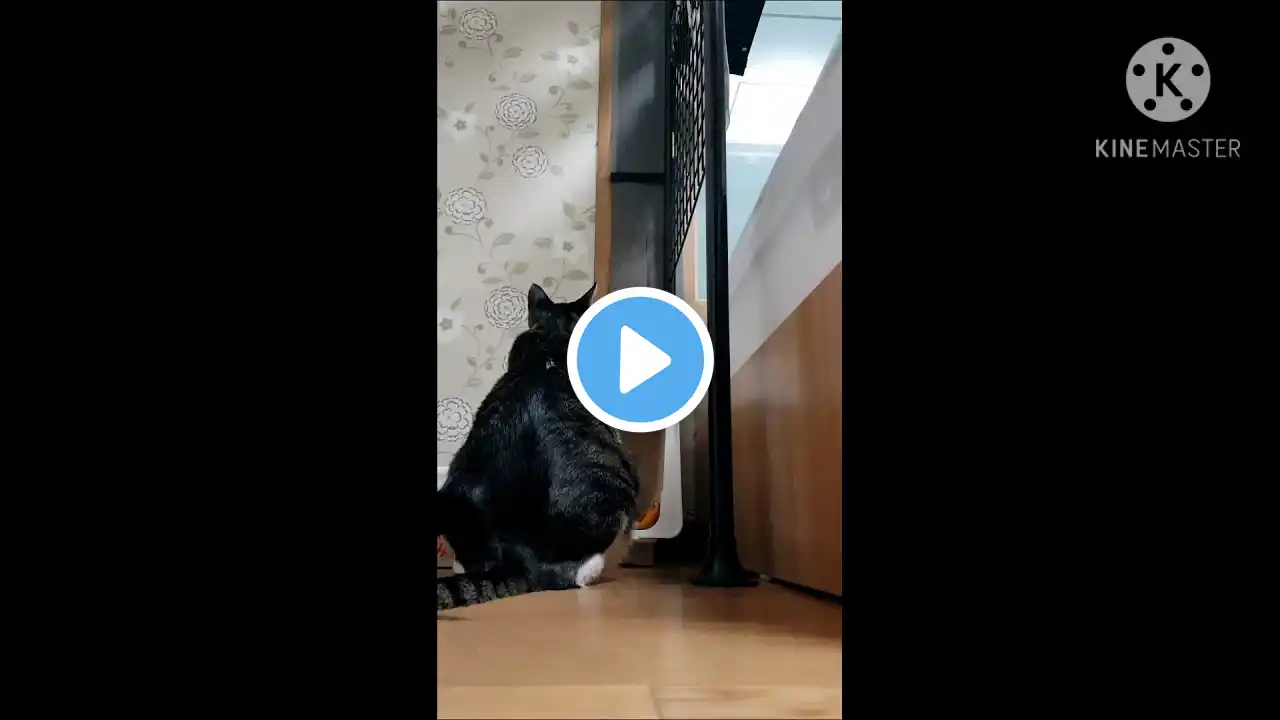 ※고양이 베란다 펫도어 DIY 설치 후기!!!