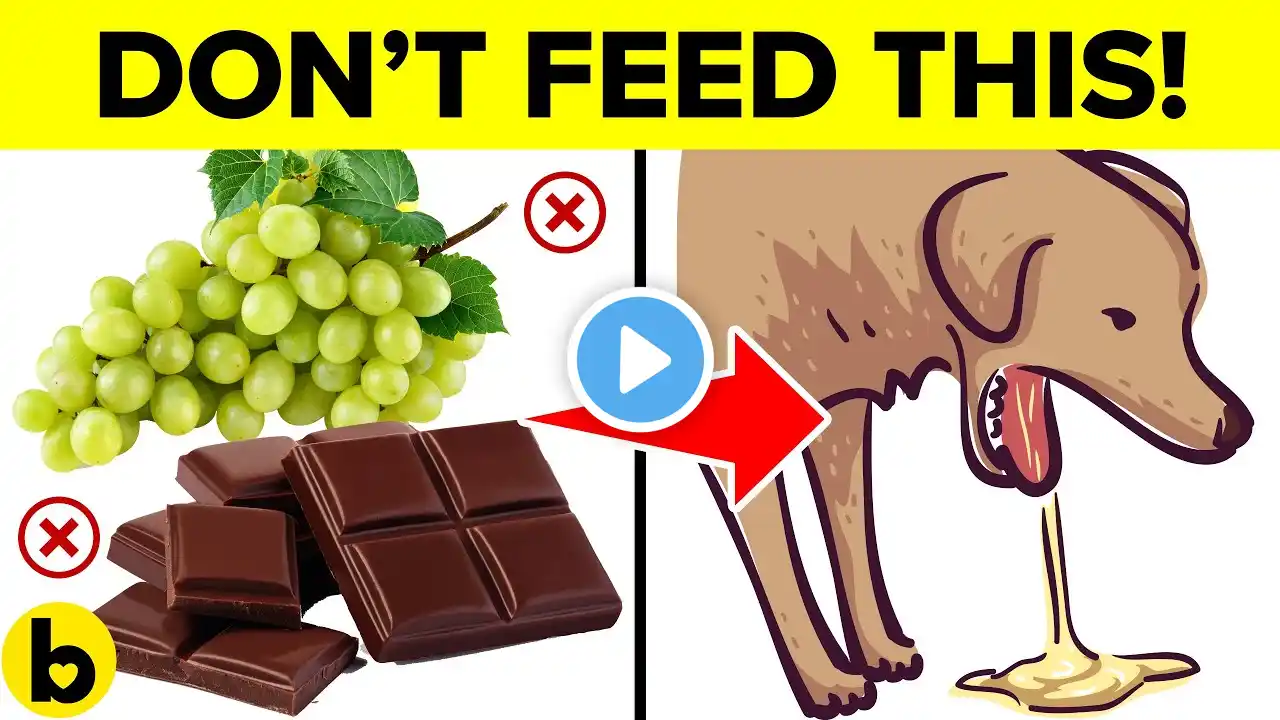 9 COMMON Foods That Will Kill Your Dog! - Keep These Away ⚠️