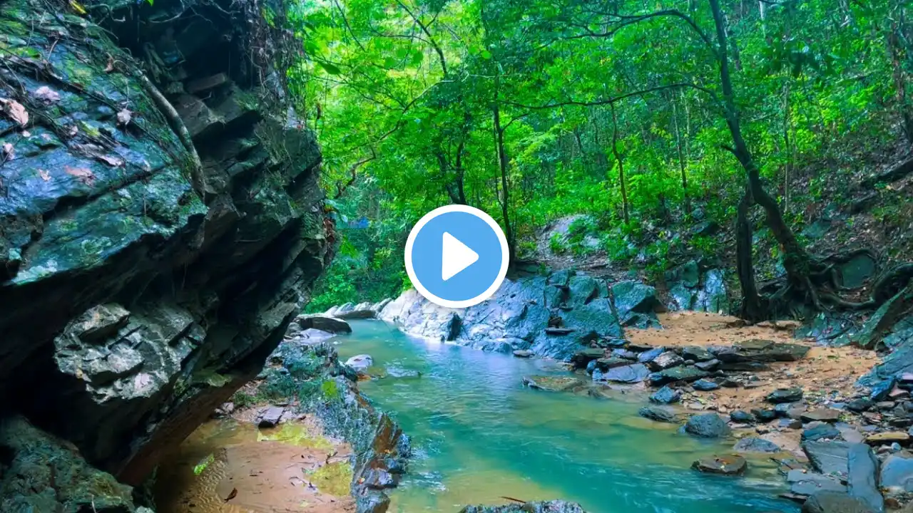 Gentle Stream & Birdsong – Calming Forest Ambience for Meditation or Reading