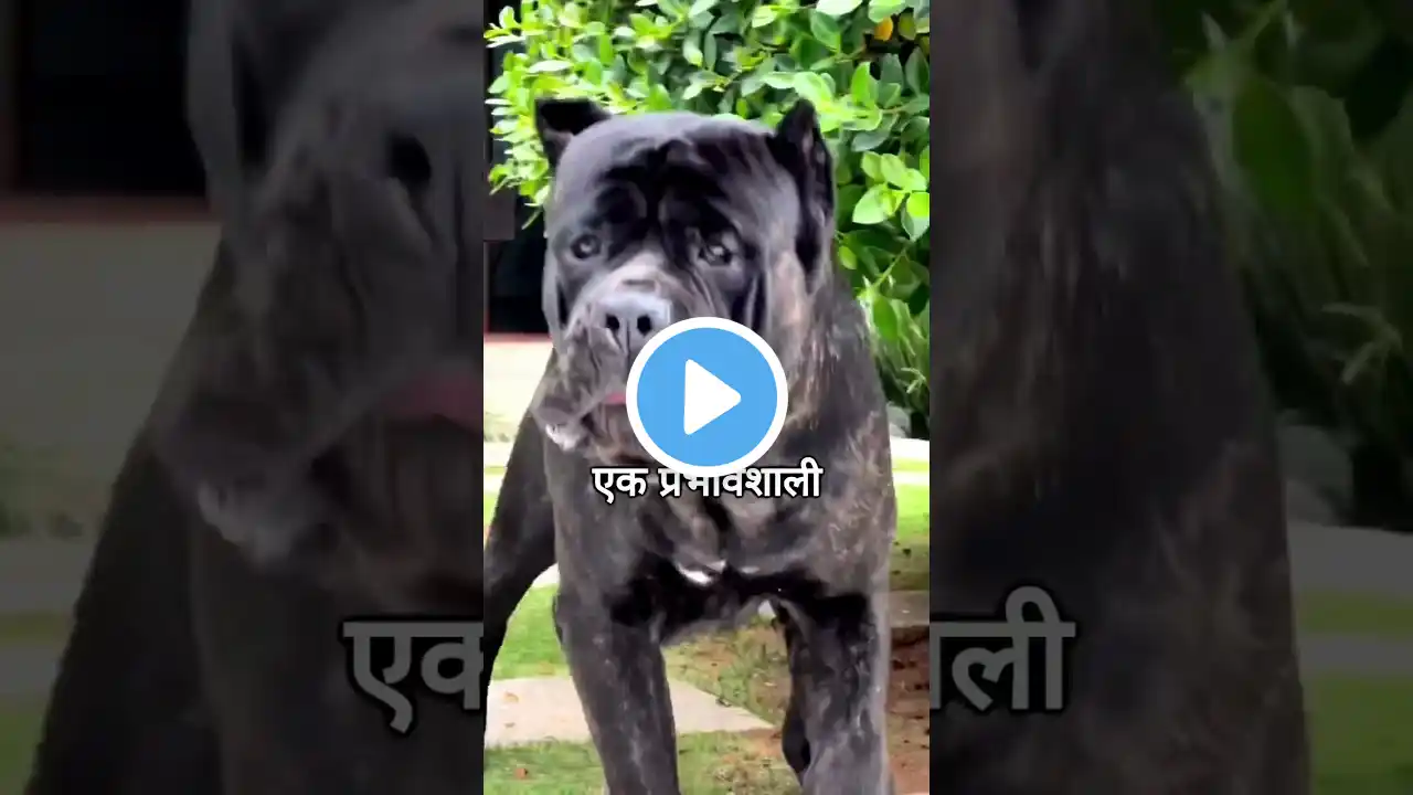 Scariest Nightmare of Intruders😨😱| Cane Corso | Animal Facts in Hindi #shorts #hindi