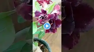 #shorts #short #trending #viral #adenium #ytshorts #flowers #garden #flower#natureworld1616