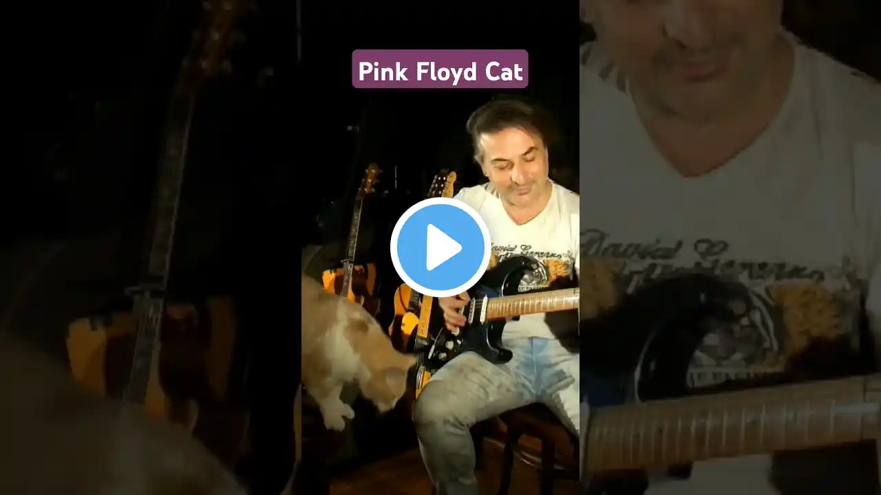 Let Me Play! #pinkfloyd #cats #davidgilmour #catshorts  #cutecat  #shineonyoucrazydiamond