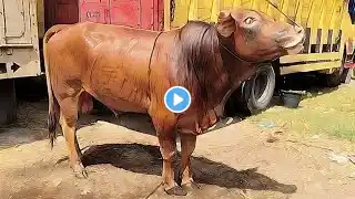 Suara Hewan Lucu - Big Cow, Sapi Moo, Kambing Mbek, Sapi Lucu, Sapi Potong domba Garut Kambing Joget