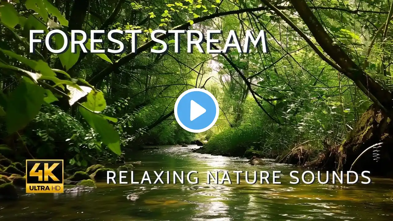 Soothing Forest Sounds & Piano | Relaxing Birdsong for Deep Relaxation & Inner Peace