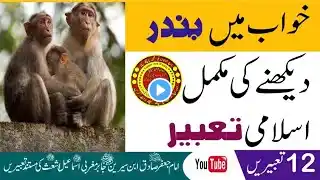 Full Islamic | interpretation of seeing a | monkey in a dream