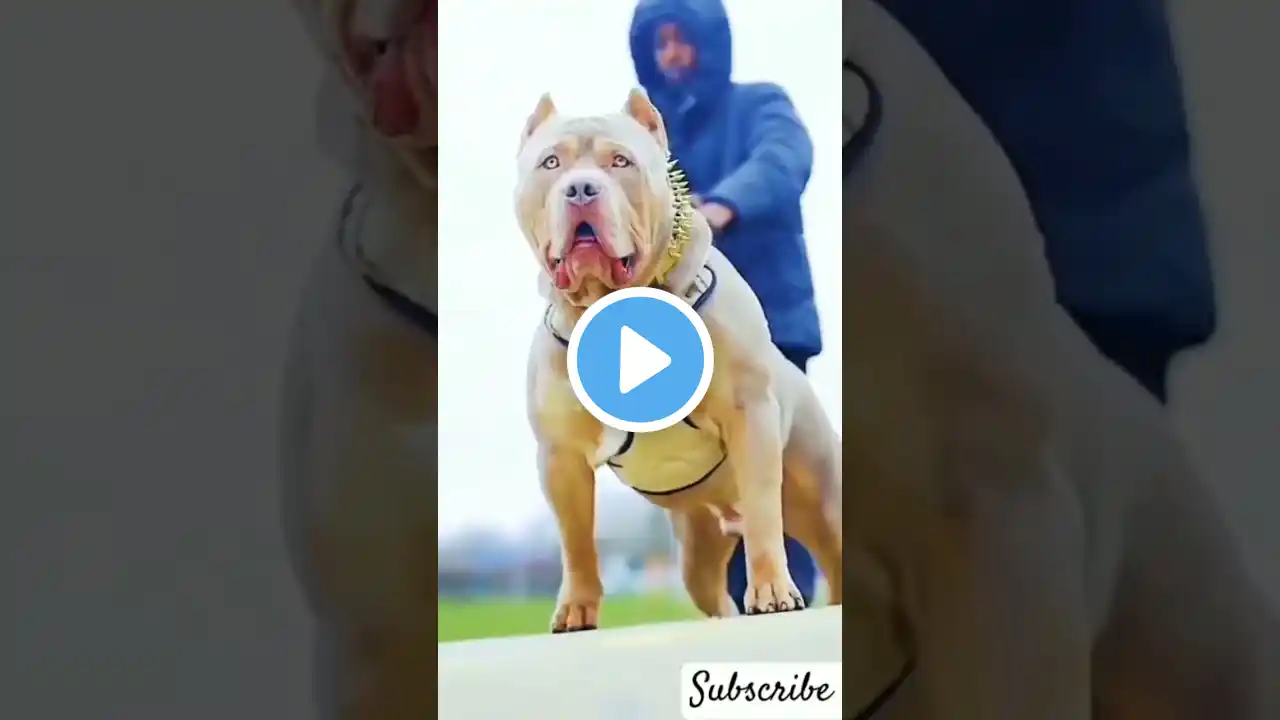 pitbull dog ka attitude status 😈🔥||#shorts #short #shortvideo #viral #trending #ytshorts