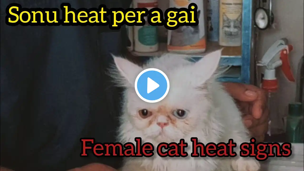 Female cat in heat || 10 signs your cat is in heat || Signs of female cat in heat ||  The cat's care