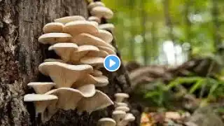 Easy - How Ro Grow|| Oyster Mushrooms||At Home and Harvest Every Day