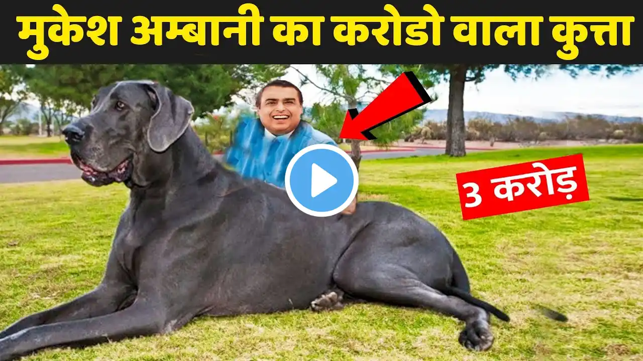 दुनिया के सबसे महंगे कुत्ते | Most Expensive Dog Breeds 2023 | Jungle Insider