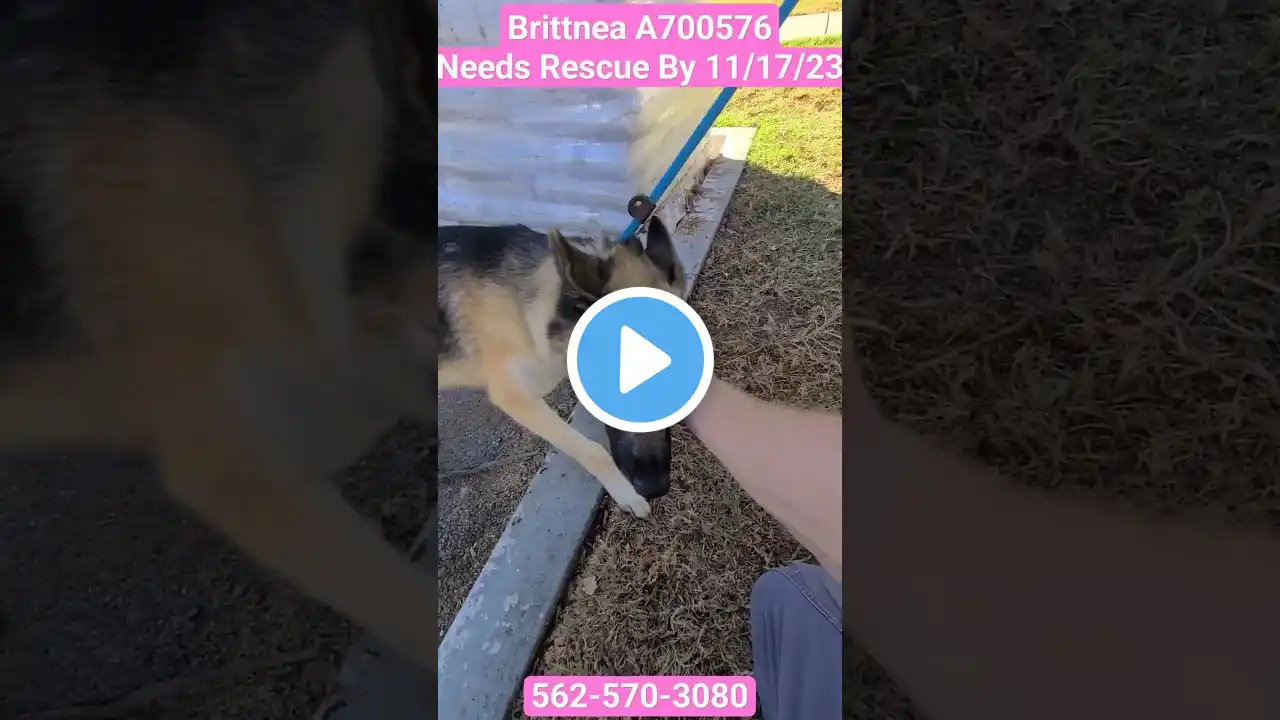 Brittnea A700576 1 Year Old Female German Shepherd Mix Needs Rescue By 11/17/2023