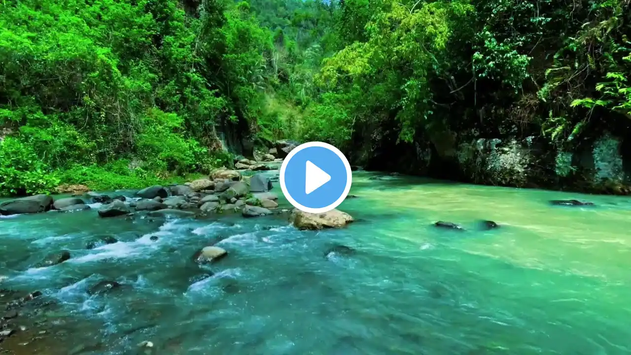 Tranquil Forest River Flow Peaceful Nature Sounds for Meditation Sleep and Mind Relaxation