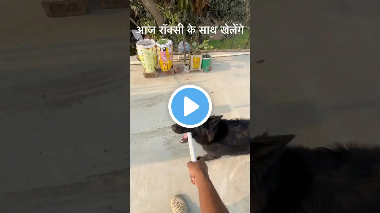 आज रॉक्सी के साथ चैट पर खेलेंगे | playing with roxy #shorts