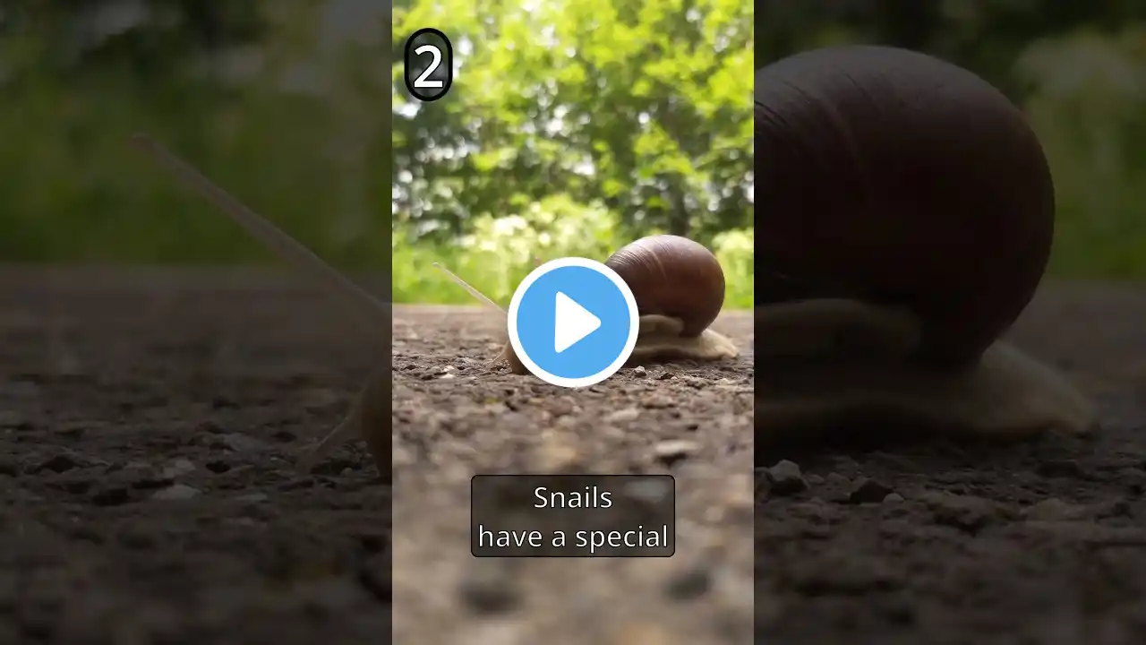 Did you know this about Snails? #shorts #snail #snails #animals #viralvideo #facts