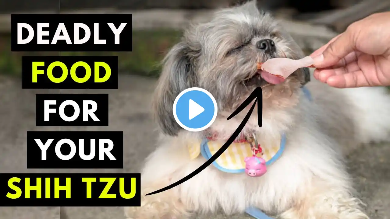 15 Most Toxic Table Scraps For Your Shih Tzu - Never Feed This