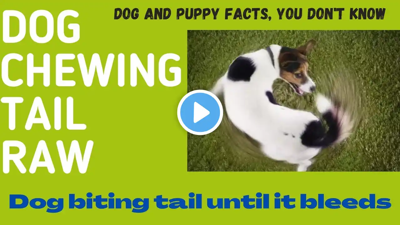 Dog chewing tail raw | Dog biting tail until it bleeds