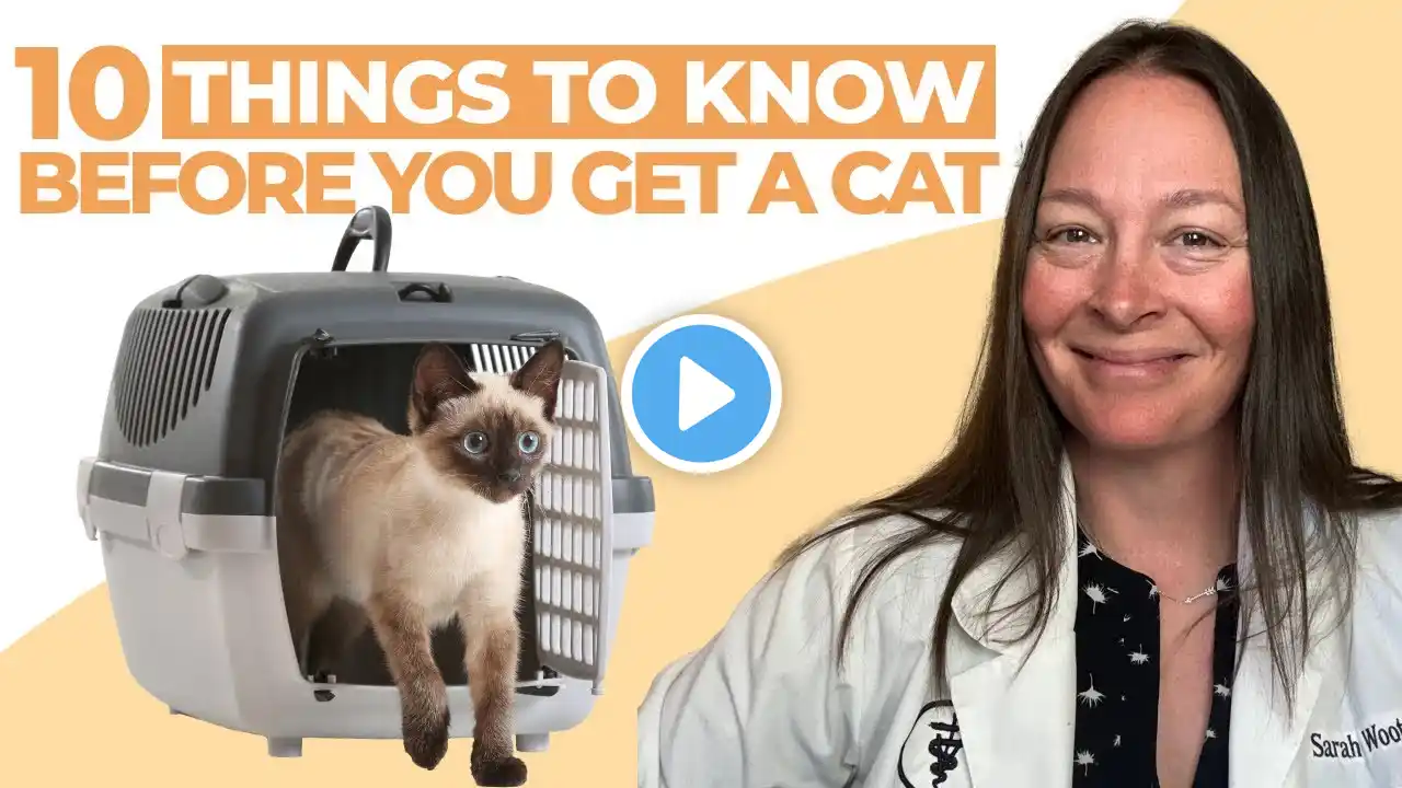 10 Things I Wish I Knew Before Getting a Cat