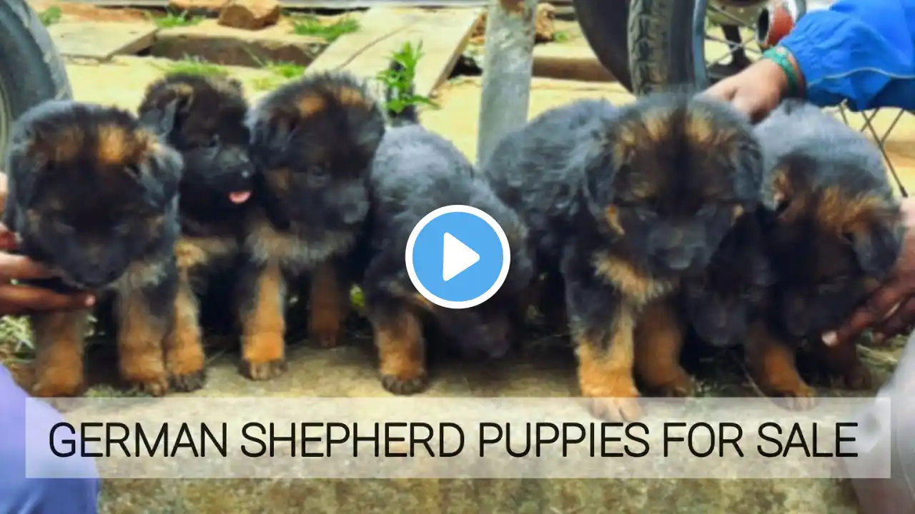 German Shepherd Puppies For Sale | More Details On My Description.#germanshepherd#gsd#gsdpuppy#dog