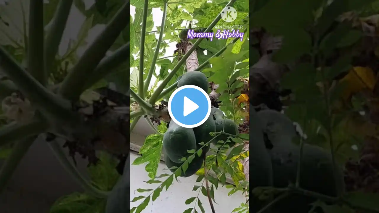 Harvesting fruits and vegetables 🎃🍅🌱🌳#gardening #terracegarden #kitchengarden #backyardgardening