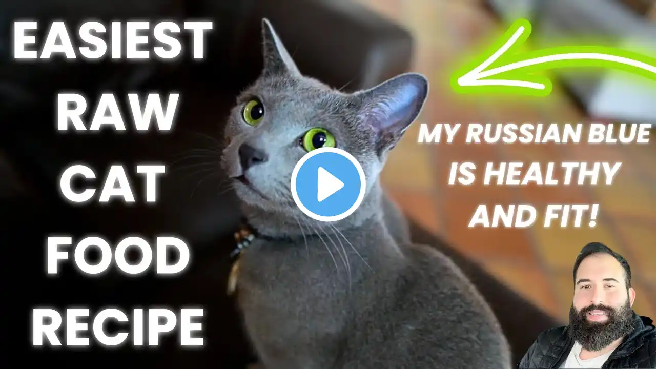 THE EASIEST RAW CAT FOOD RECIPE (Feeding My Russian Blue, Favor)!