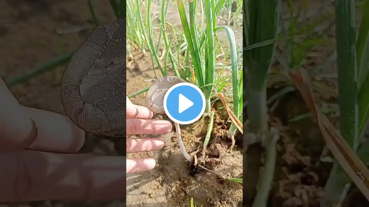 How to identify Edible and poisonous mushrooms || How To Identify Wild Mushrooms 🍄