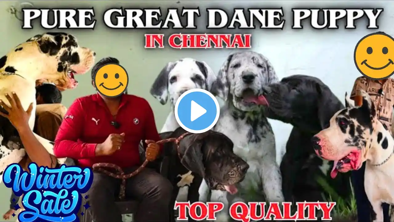 Urgent sale Show Quality Puppies |Great dane dog price in india | by Dogsbreedofficial |2024