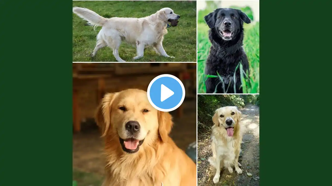 Cultivated Dreaming Pooches