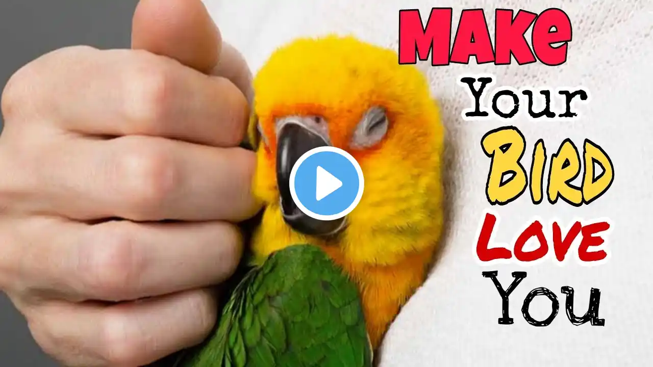 10 Ways To Make Your Bird Love You. ♥️🦜