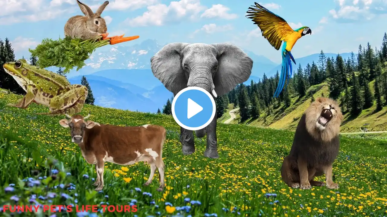 Funny animal sounds 4K: frog, rabbit, chicken, horse, duck, dog, cat, buffalo, chicken, sheep, goat