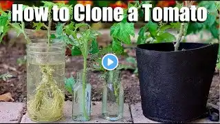 How to Clone a Tomato from a Cutting - Free Plants!🍅🌱