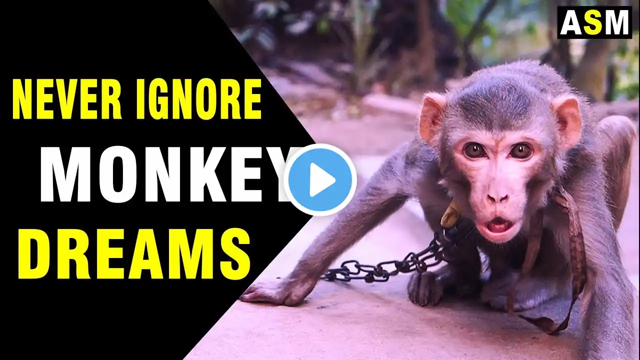 Monkey in Dream Analysis | Real Meaning of Monkey in Dreams | Monkey dream Interpretation