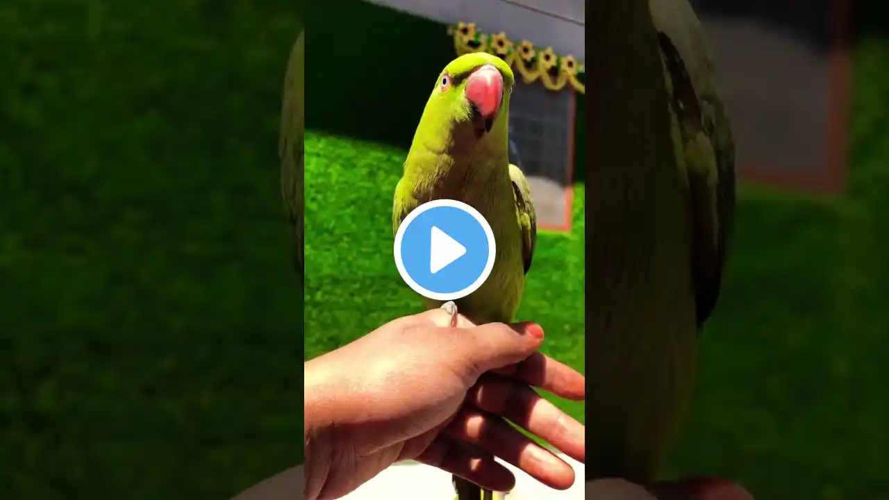 #youtubeshorts #shorts #parrot #talkingparrot #trending #birds #cute #viralvideo