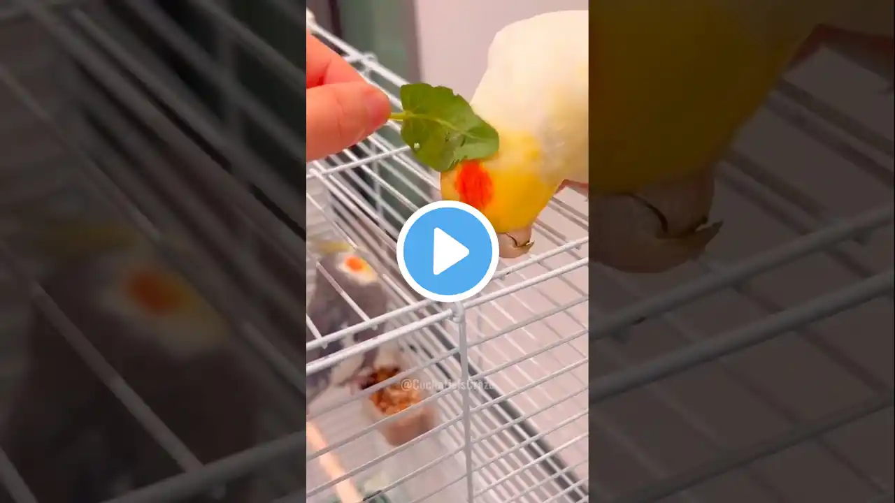 Adorable cockatiels having the cutest cuddly moments! 🐦❤️ #cockatielscraze #cutealert