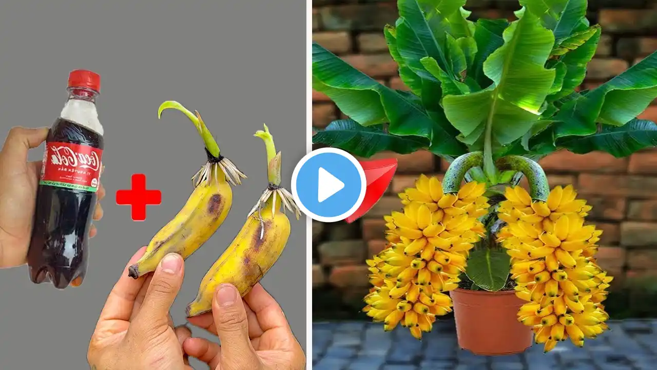 SUPER SPECIAL TECHNIQUE for propagating bananas with coca cola, super fast growth