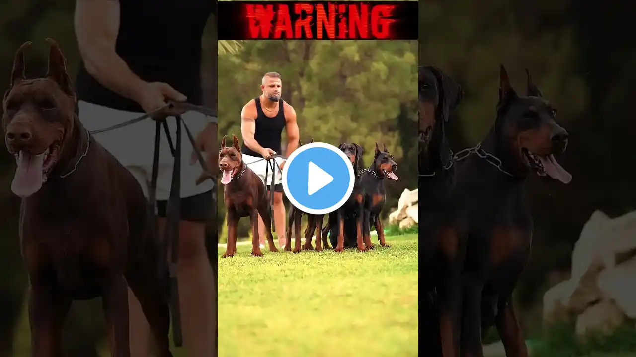 दुनिया के सबसे आक्रामक कुत्ते | 3 Best Guard dog in the World |😲😡🤡#dog #guarddog #shorts