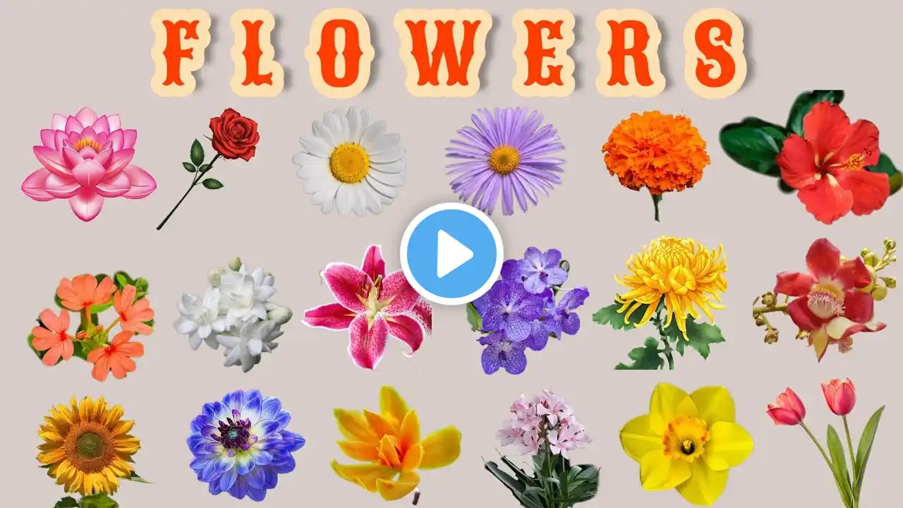 learn flowers name/Kannada/English and Hindi