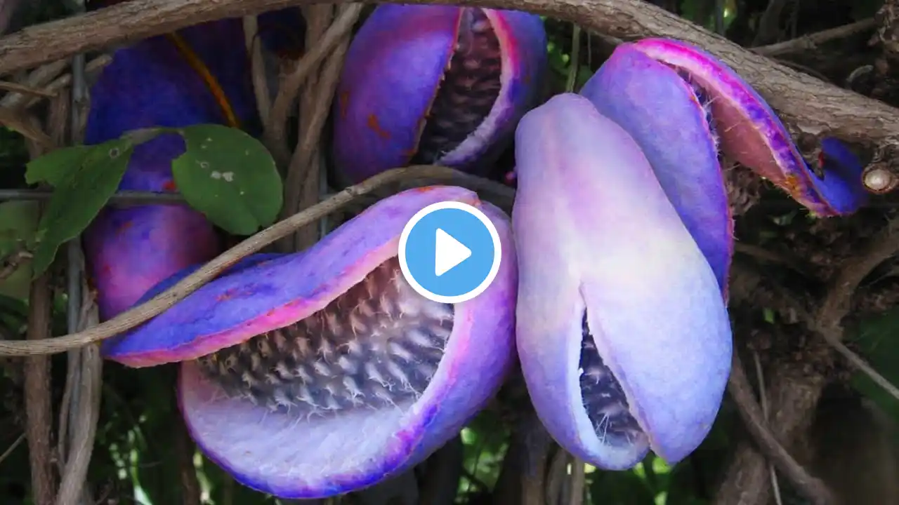 20 EXOTIC FRUITS YOU WON'T BELIEVE EXIST!