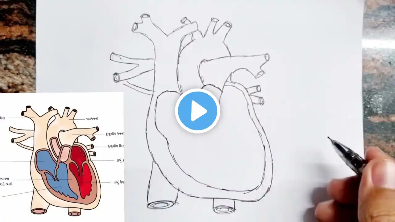 How to draw human heart diagram drawing class 7