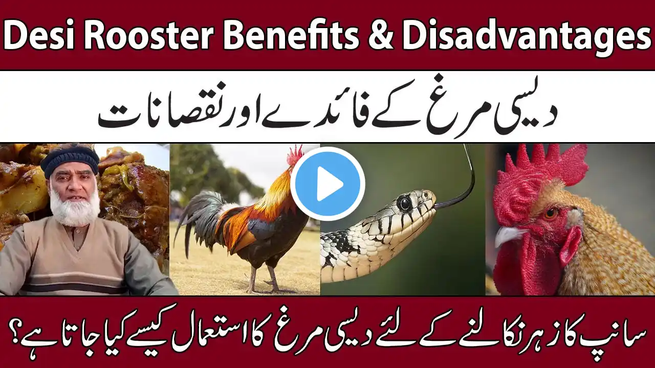 Desi Rooster Benefits & Disadvantages | Desi Murgh Ke Fayde Aur Nuksan | Al-Razaqi Health Recover