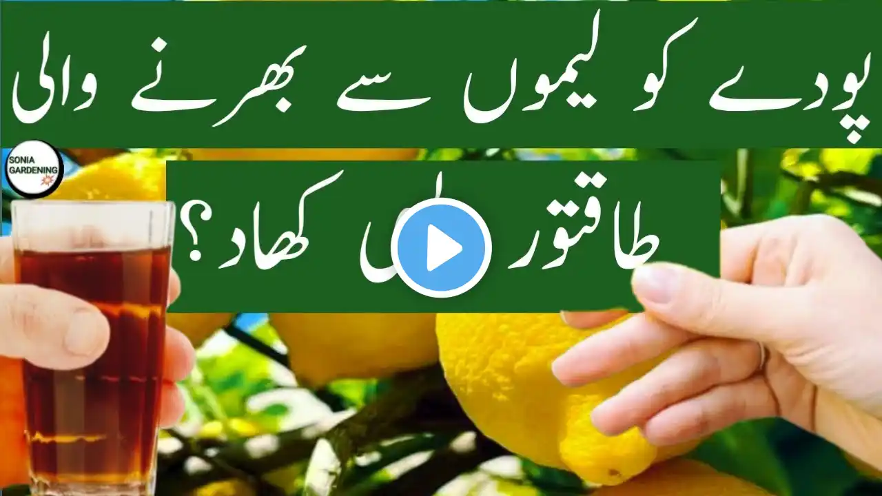 lemon plant fertilizer |nimbu ke paudhe ke liye fertilizer