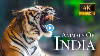 Animals Of The World 4K: Asian tiger, ... - Scenic Wildlife Film With Calming Music