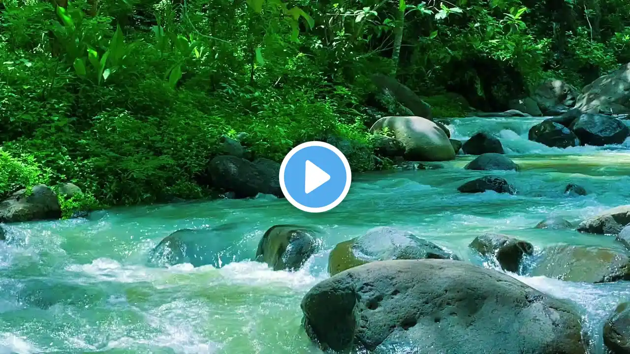 Beautifull Forest River Relaxing water sound 24/7. Nature sounds white noise for sleeping