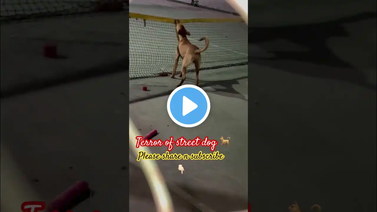 Power and terror of Street dog॥ #dog #doglover #shorts #video #viralvideo #ytshort #yt #viralshorts