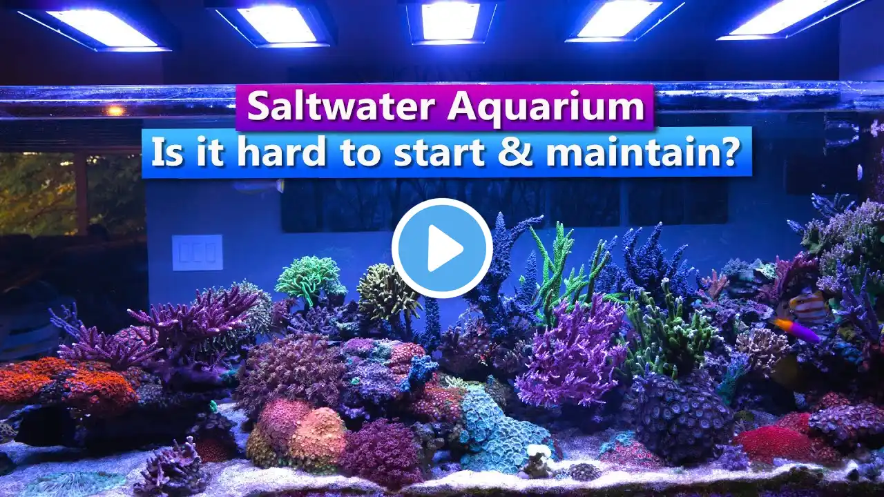 Saltwater Aquarium - How hard is it to start and maintain a saltwater fish tank?