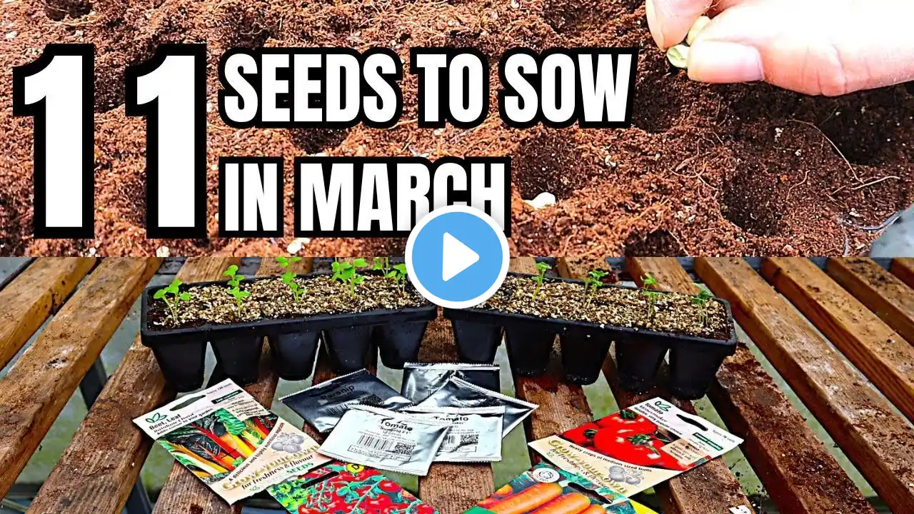March Veg Gardening: 11 Must Sow Seeds For Success