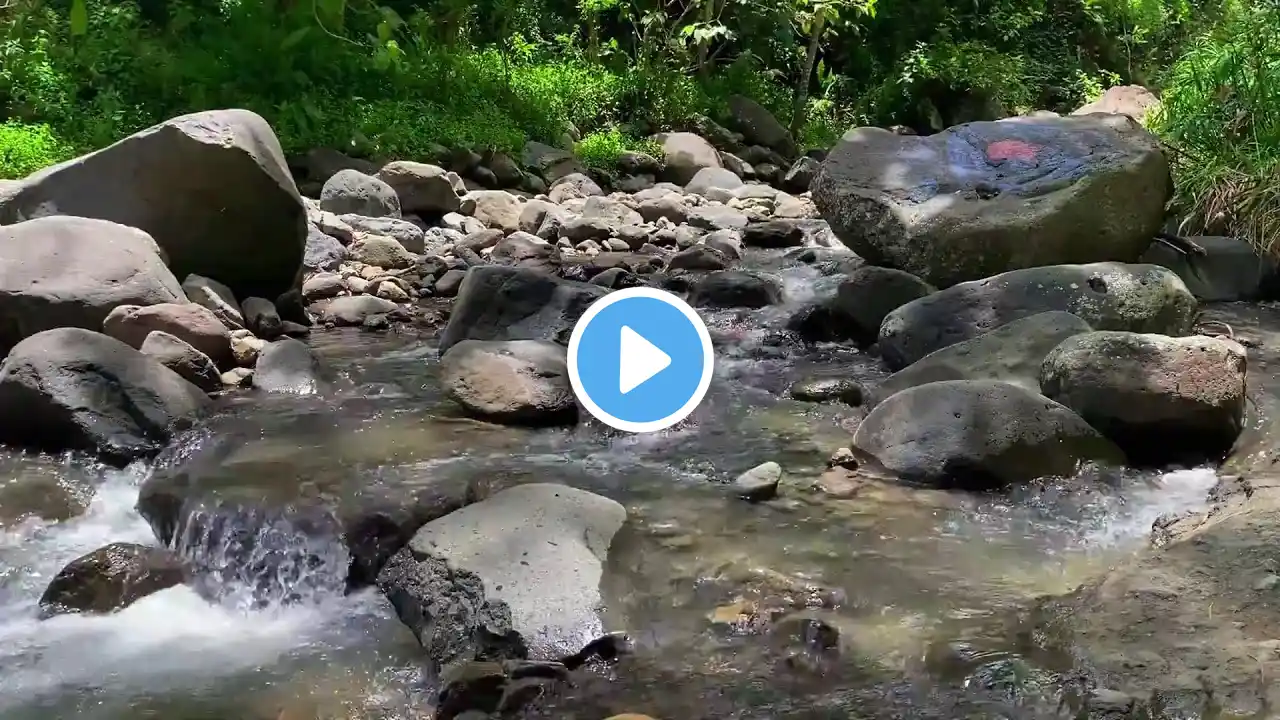 Flowing River Stream | Gentle Water Sounds in a Green Forest | Soothing Ambience for Sleep